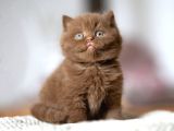 Minik Mocha Chocolate British Shorthair