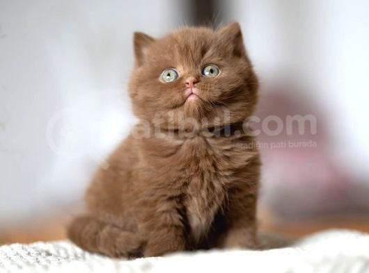 Minik Mocha Chocolate British Shorthair görsel