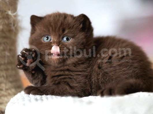 Minik Mocha Chocolate British Shorthair görsel