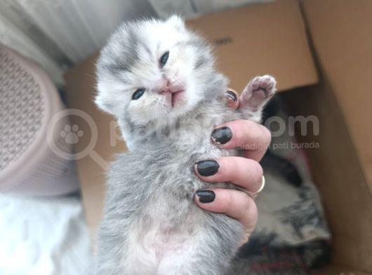 Çok Güzel Safkan Cins Yavrularım görsel