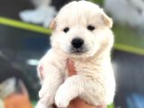Samoyed