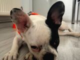 12 Aylik Di̇şi̇ French Bulldog Maskeli̇i̇i̇