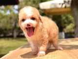 Teacup Particolor Maltipoo Yavru