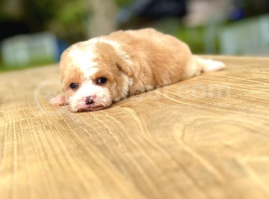 Teacup Particolor Maltipoo Yavru görsel
