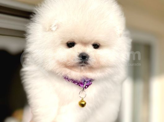 Kisa Burun Ori̇ji̇nal Teddy Bear görsel