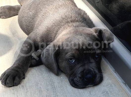 Cane Corso Dişi Yavru Blue görsel