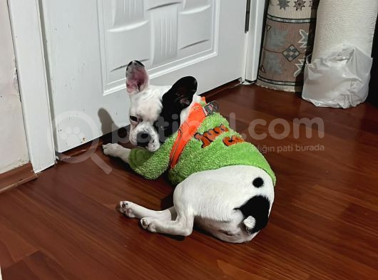 12 Aylik Di̇şi̇ French Bulldog Maskeli̇i̇i̇ görsel