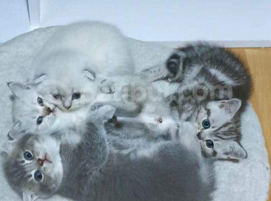 Ayı Surat Renkli Gözlü Bebekler görsel