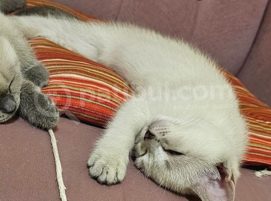 Zarafet Ve Asalet Timsali Asil Kan British Shorthair