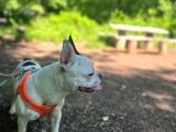 12 Aylik Di̇şi̇ French Bulldog Maskeli̇i̇i̇