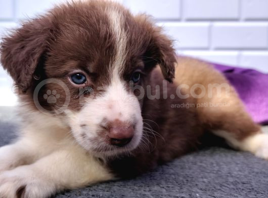 A Kalite Garantili Irk Border Collie Yavruları görsel