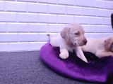 Sevimli Labrador Yavruları