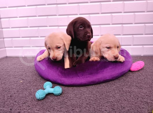 Sevimli Labrador Yavruları görsel