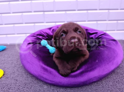 Sevimli Labrador Yavruları görsel