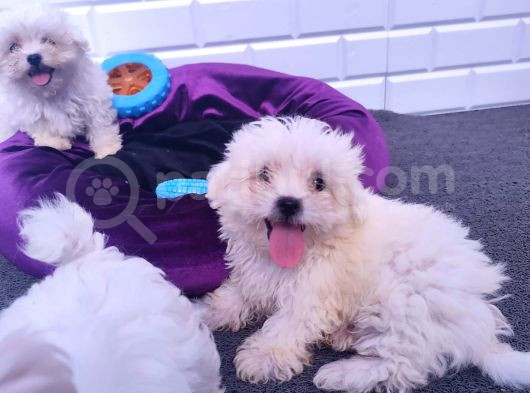 Kore Kan A Plus Maltese Yavruları görsel