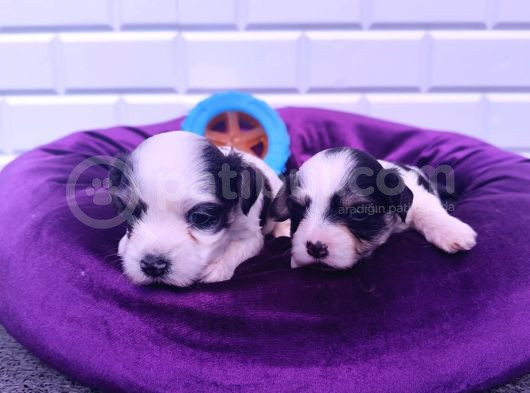 Kore Kan Minicik Morkie Yavruları görsel