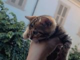 Bengal Yavru Kedısı Dişi