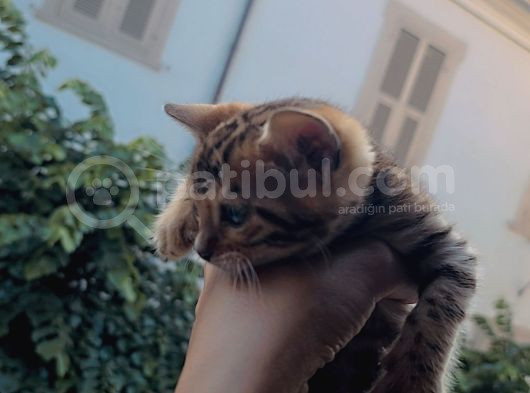 Bengal Yavru Kedısı Dişi görsel