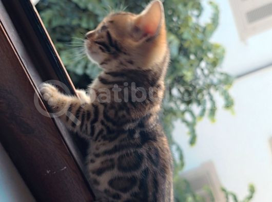 Bengal Yavru Kedısı Dişi