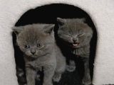 Sevimli British Shorthair Yavrularimiz