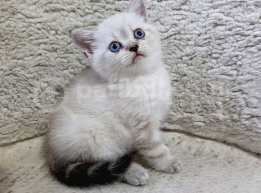 Ayı Surat Renkli Gözlü Bebekler görsel
