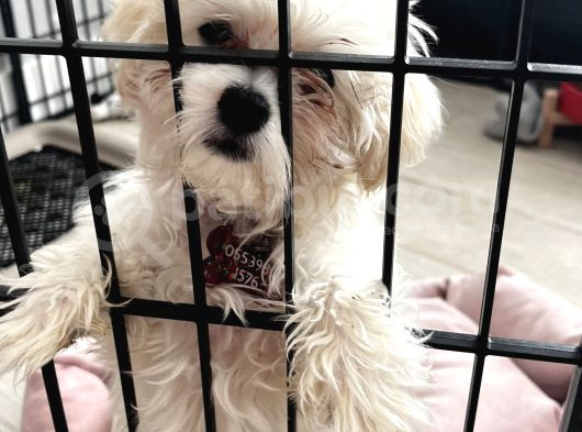 Maltese Terrier 3 Aylık Dişi görsel
