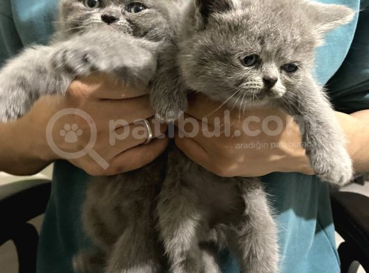 Sevimli British Shorthair Yavrularimiz görsel