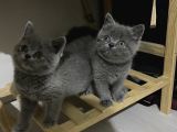 Sevimli British Shorthair Yavrularimiz