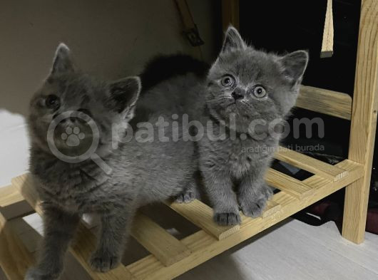 Sevimli British Shorthair Yavrularimiz görsel