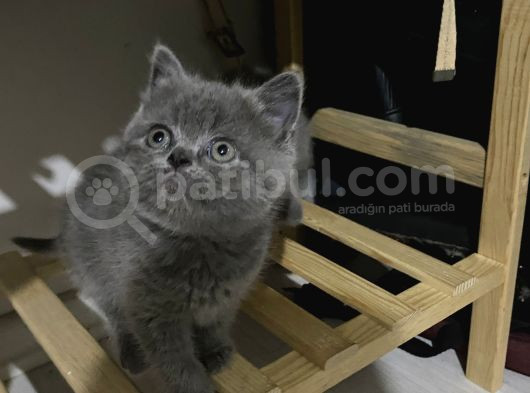 Sevimli British Shorthair Yavrularimiz görsel