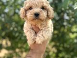 Mini Maltipo Bebekler