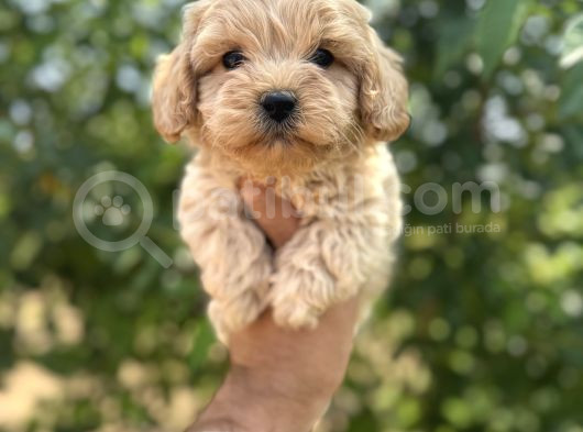 Mini Maltipo Bebekler görsel