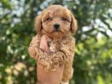 Mini Maltipo Bebekler