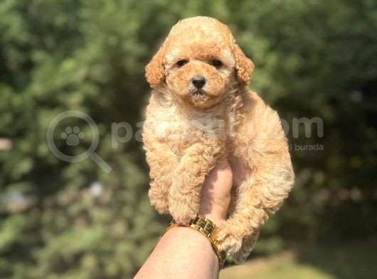 A Kali̇te Aşili Poodle Bebekler görsel