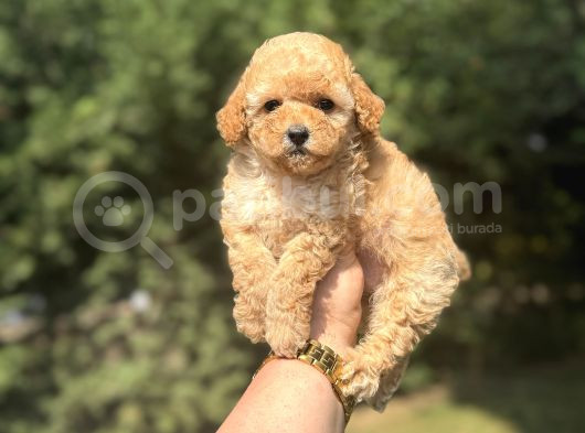 A Kali̇te Aşili Poodle Bebekler görsel