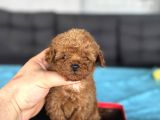 Koyu Renk  Teacup Kore Çiftliğimizden Poodle