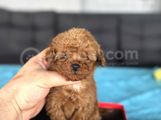 Koyu Renk  Teacup Kore Çiftliğimizden Poodle görsel