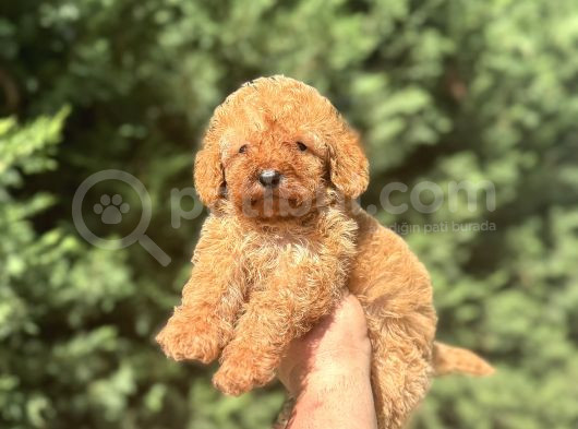 A Kali̇te Poodle Bebekleri̇mi̇z Çi̇ftli̇ği̇mi̇zde görsel