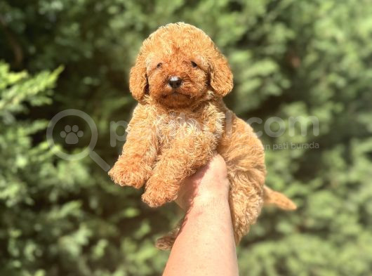 A Kali̇te Poodle Bebekleri̇mi̇z Çi̇ftli̇ği̇mi̇zde