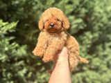 A KALİTE DİŞİ POODLE BEBEĞİMİZ