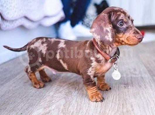 Chocolate Merle Dacshund Sosi̇s En Özel Yavrular görsel