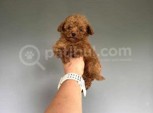 Teddy Kore Teacup Poodle Bebek