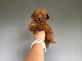 Red Brown Orijinal Teddy Face Poodle 