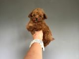 Teddy Kore Teacup Poodle Bebek