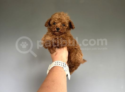 Red Brown Orijinal Teddy Face Poodle  görsel