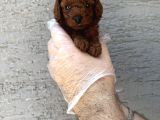 Gerçek Kore Red Browne Toy Poodle Yavrulari