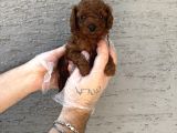 Gerçek Kore Red Browne Toy Poodle Yavrulari