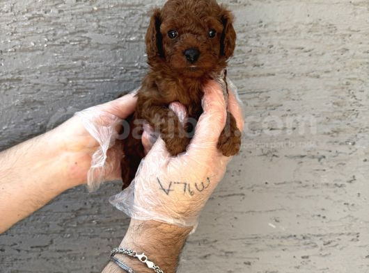 Gerçek Kore Red Browne Toy Poodle Yavrulari görsel