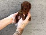 Gerçek Kore Red Browne Toy Poodle Yavrulari