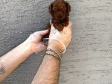 Gerçek Kore Red Browne Toy Poodle Yavrulari
